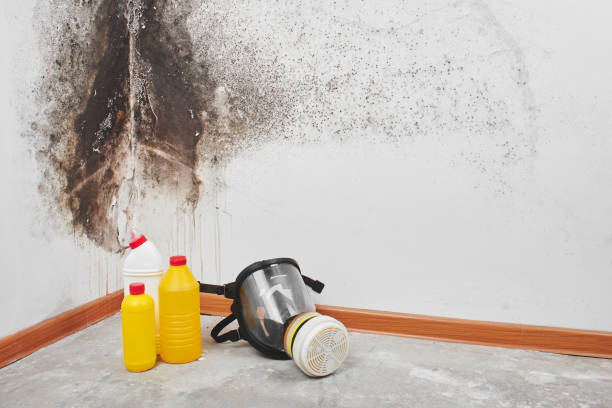 Best Toxic Mold Removal  in Thousand Oaks, CA